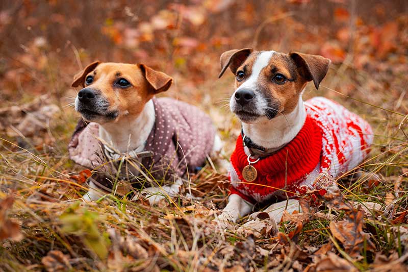 Hundepullover Für Kleine Rassen – Warm, Gemütlich, Größe XS In Blau, Mit Reißverschluss & Kordelzug